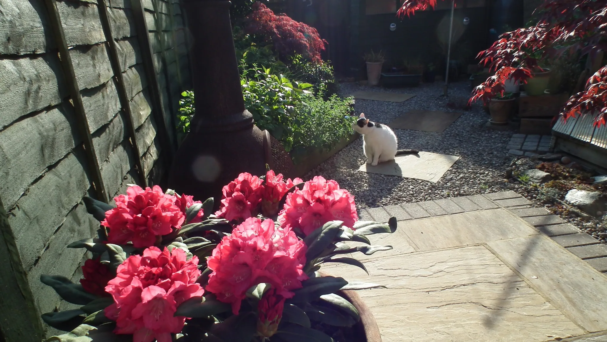 E07 sneezy & marshall   garden late afternoon 7 may (2)